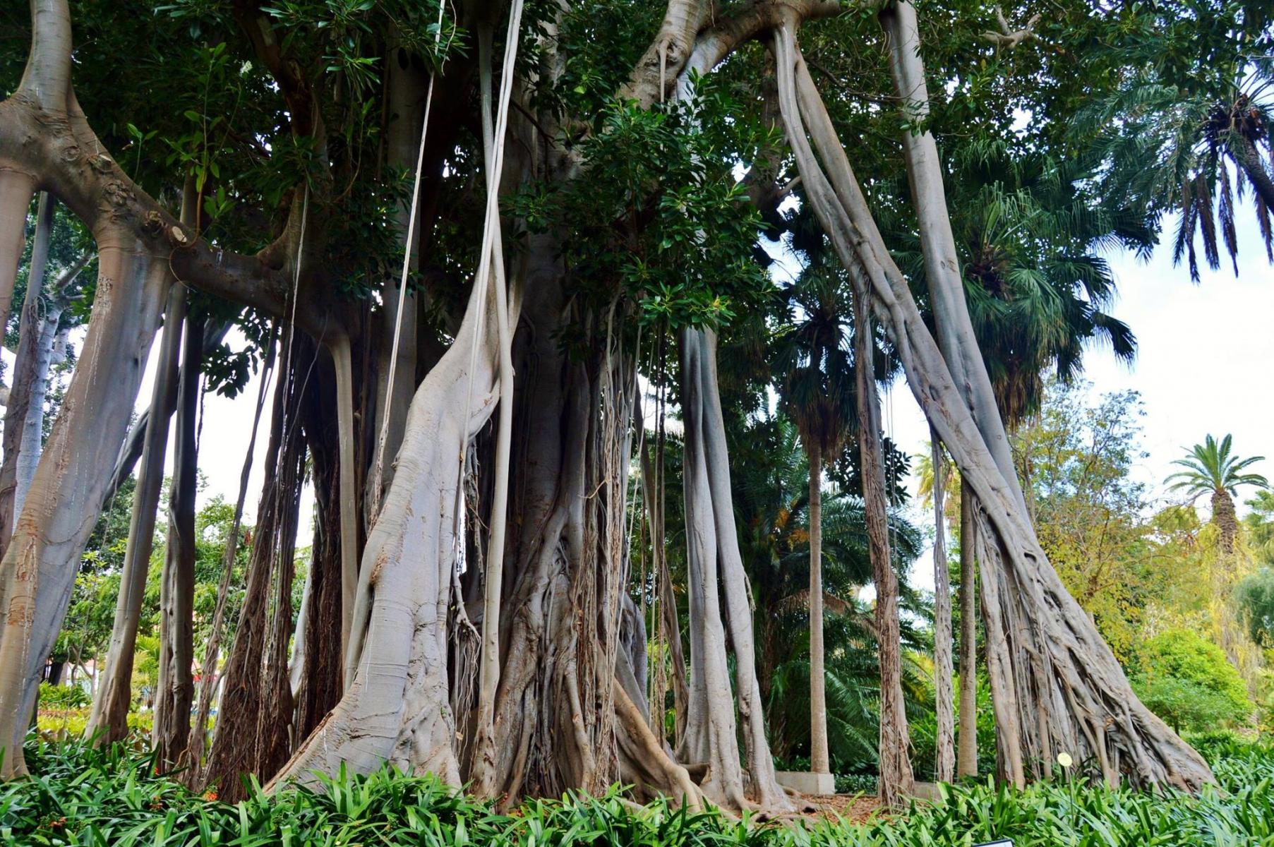 Jardin Botanico