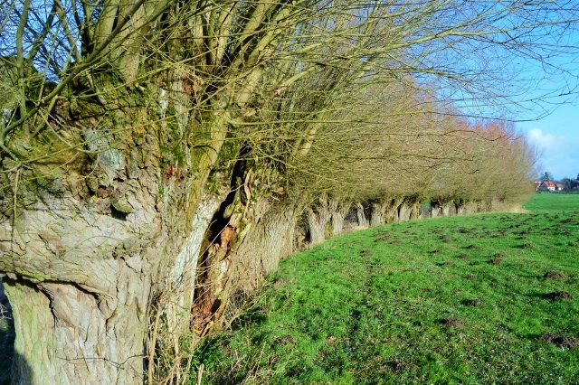 Weiden