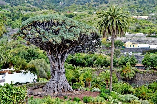 Drachenbaum von Icod de los VinosTeneriffa