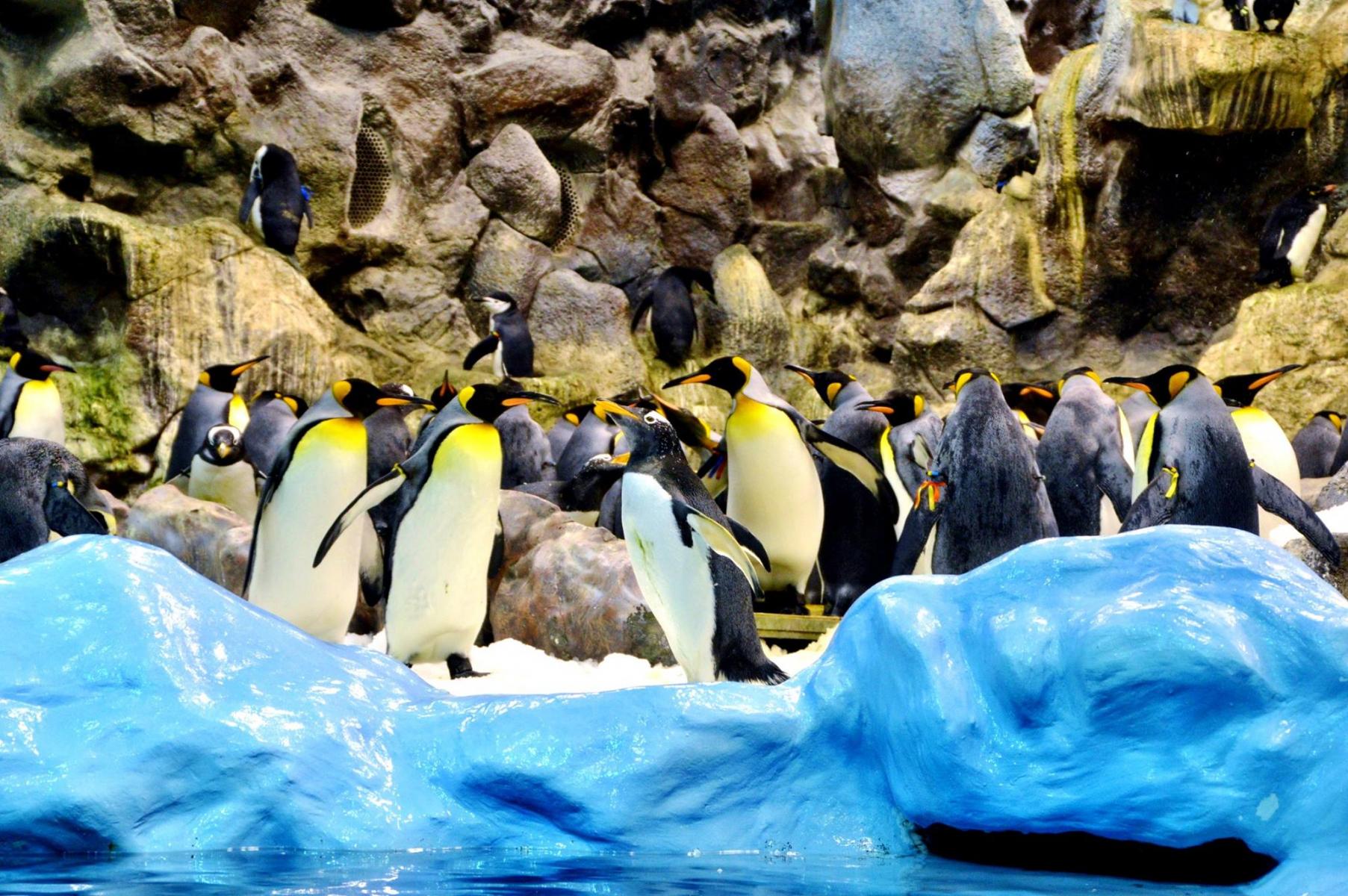 Planet Penguin
