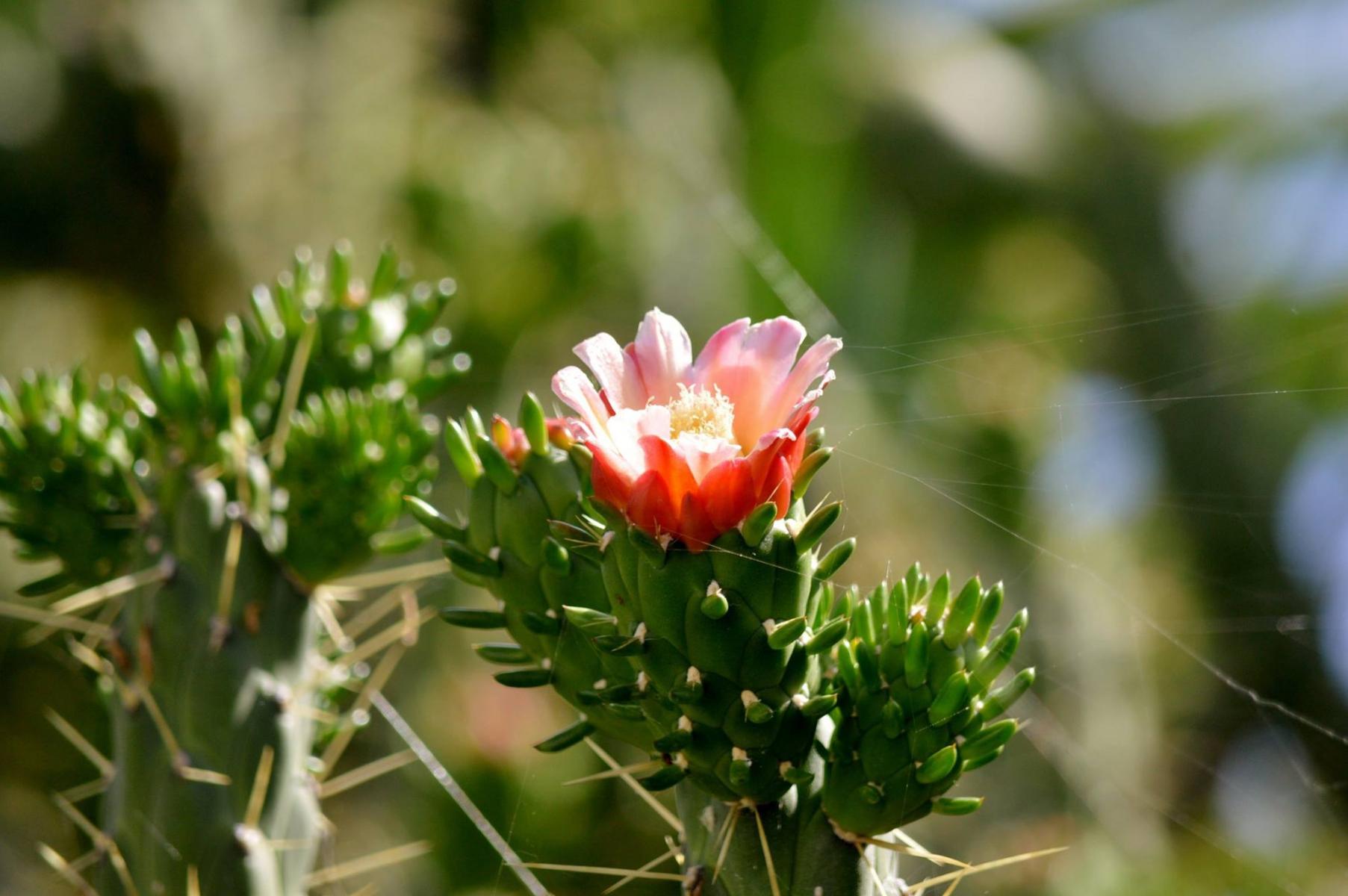 Jardin Botanico