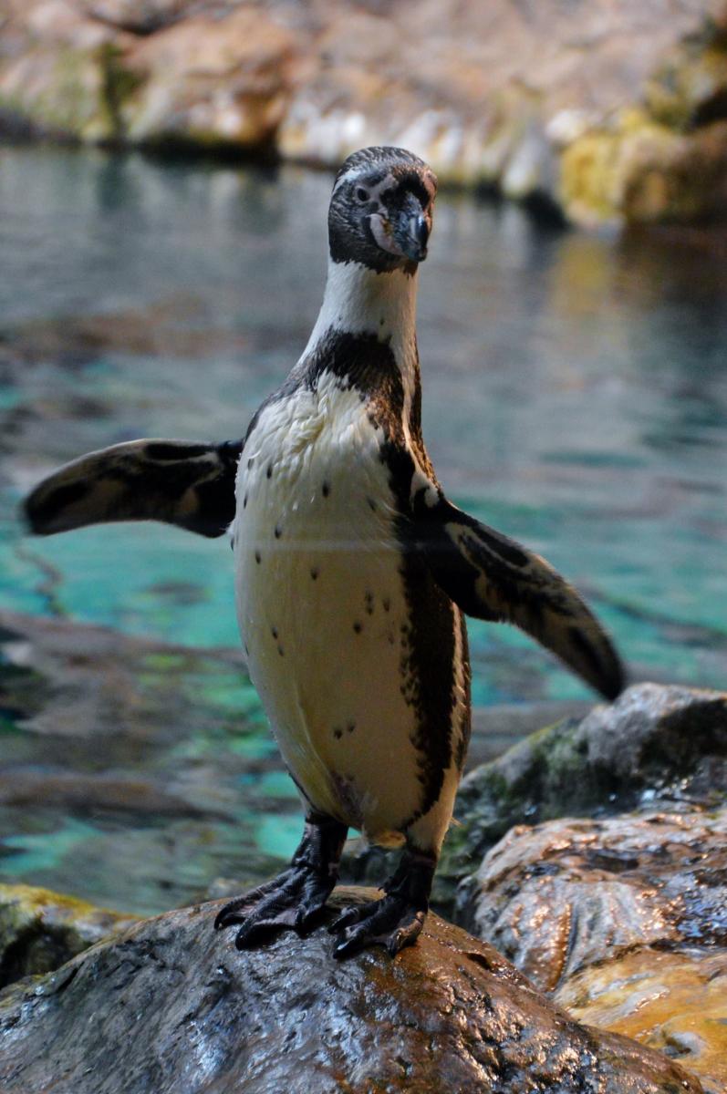 Planet Penguin