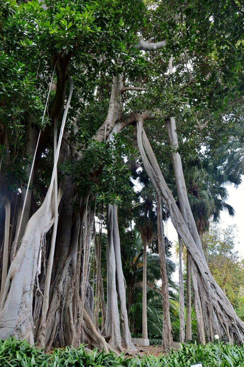 Jardin Botanico