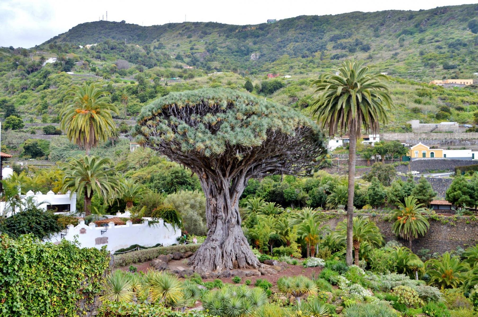 Drachenbaum