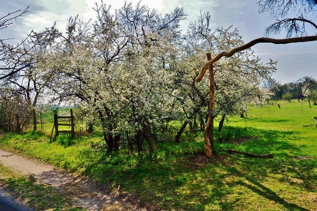 Kirschbl&uuml;teKlein Upahl - Mecklenburg