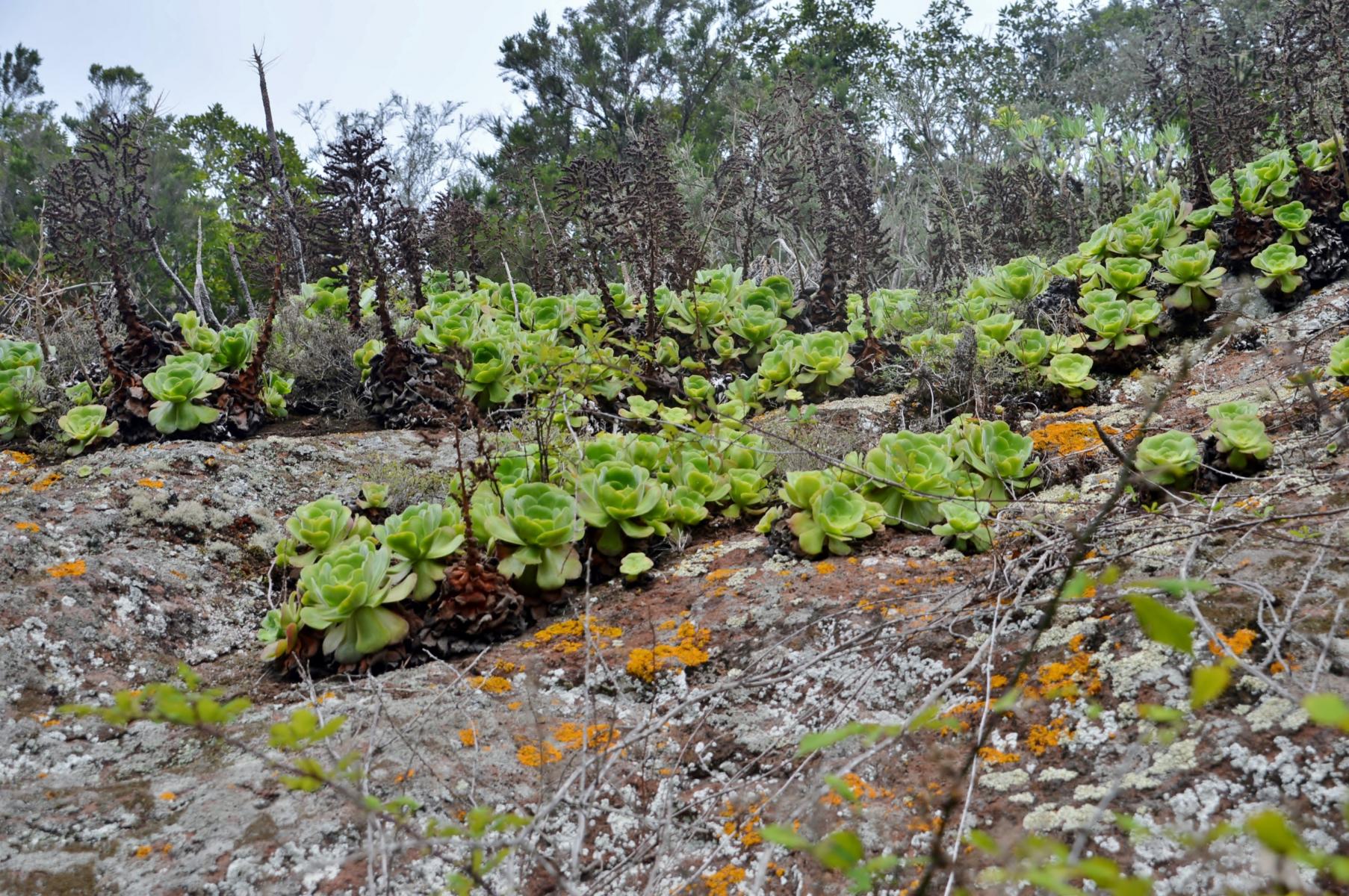 Anaga Gebirge