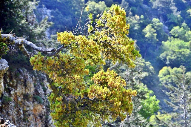 Imbros-Schlucht Kreta