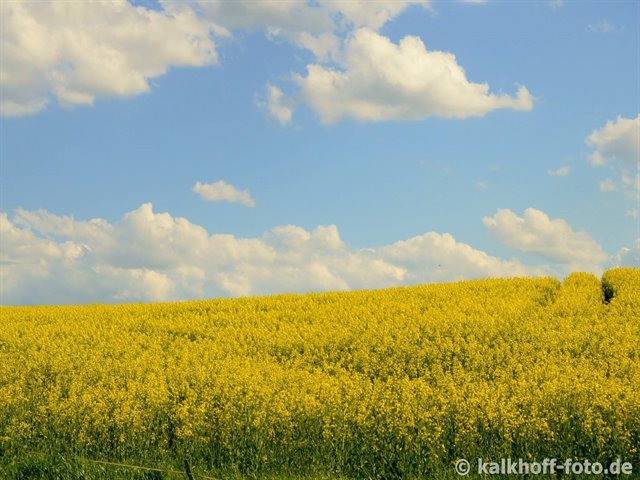 bl&uuml;hendes Rapsfeld