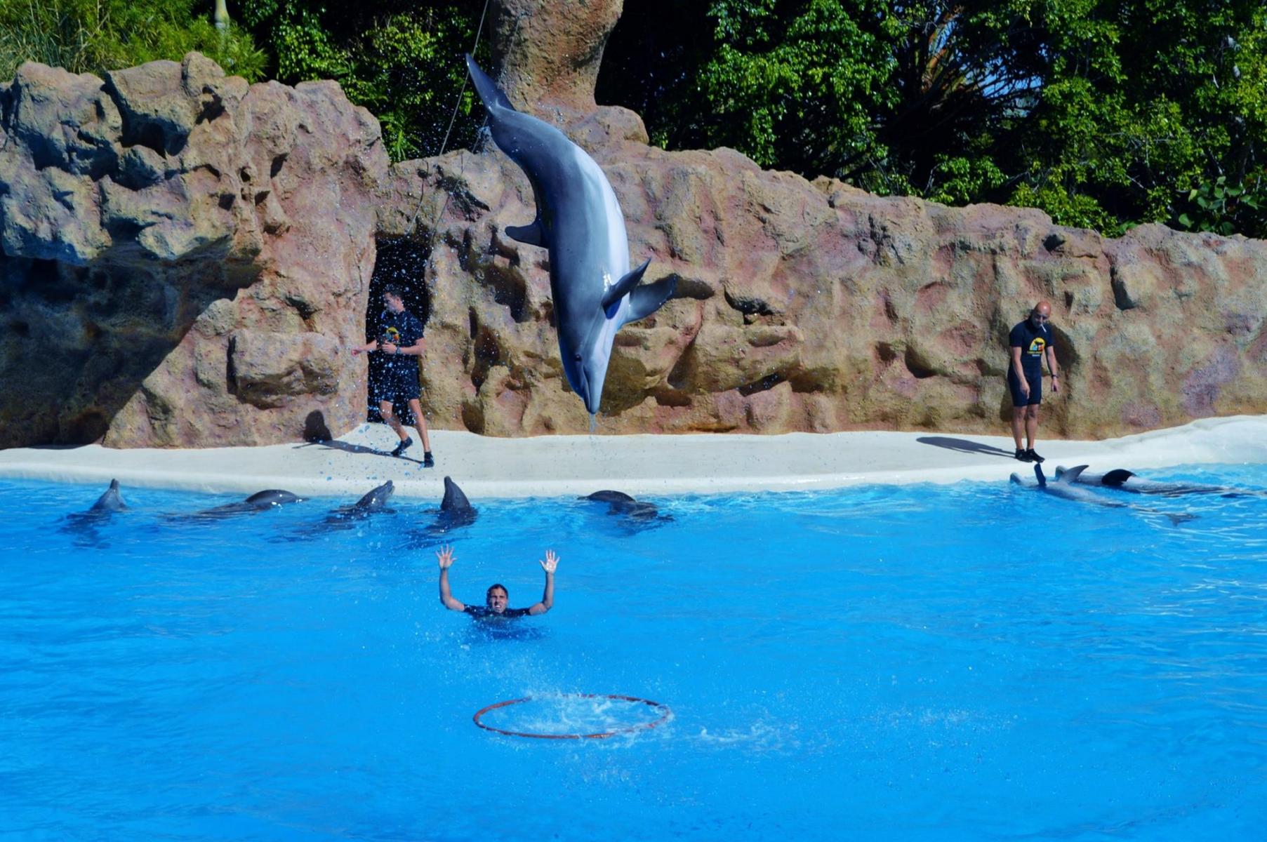 Delfinshow
