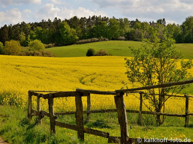 bl&uuml;hendes Rapsfeld