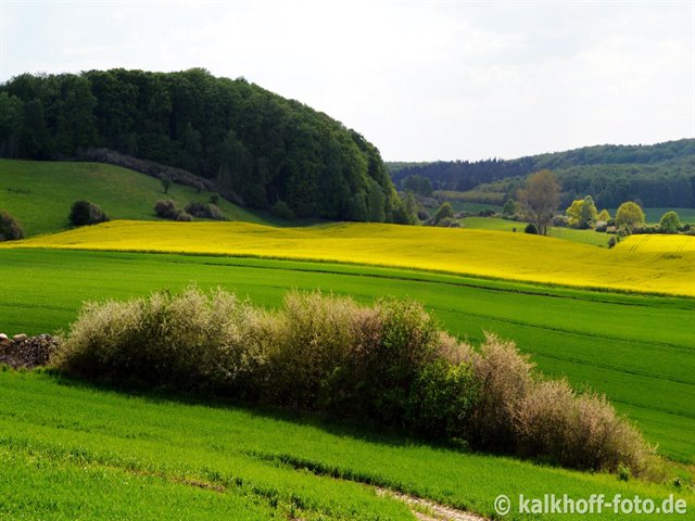 Jasenberg
