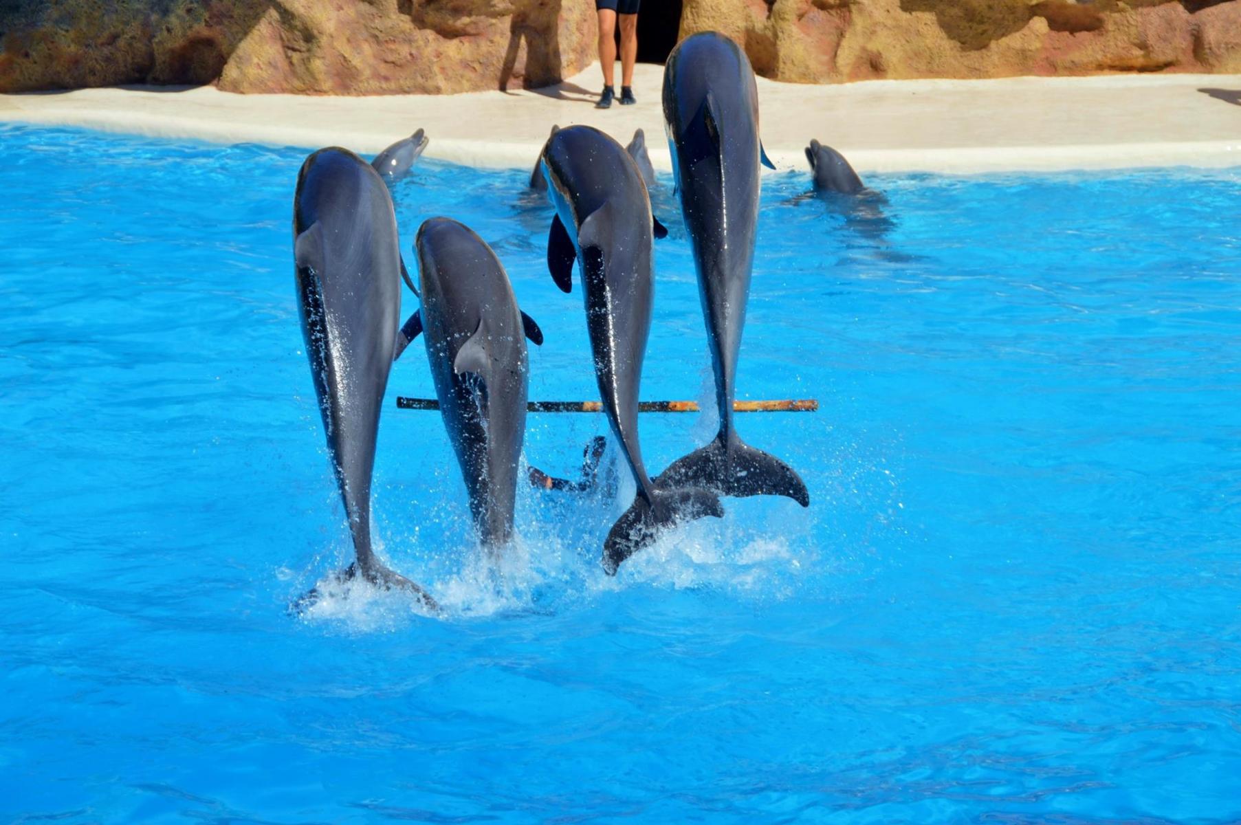 Delfinshow