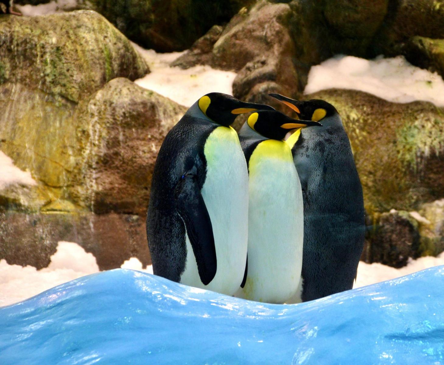 Planet Penguin