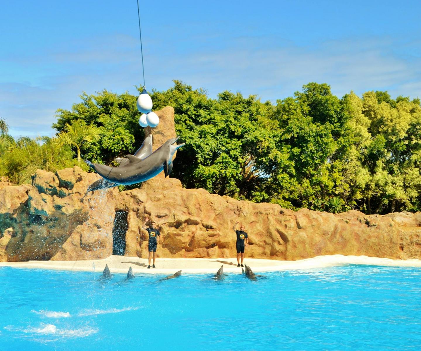Delfinshow.