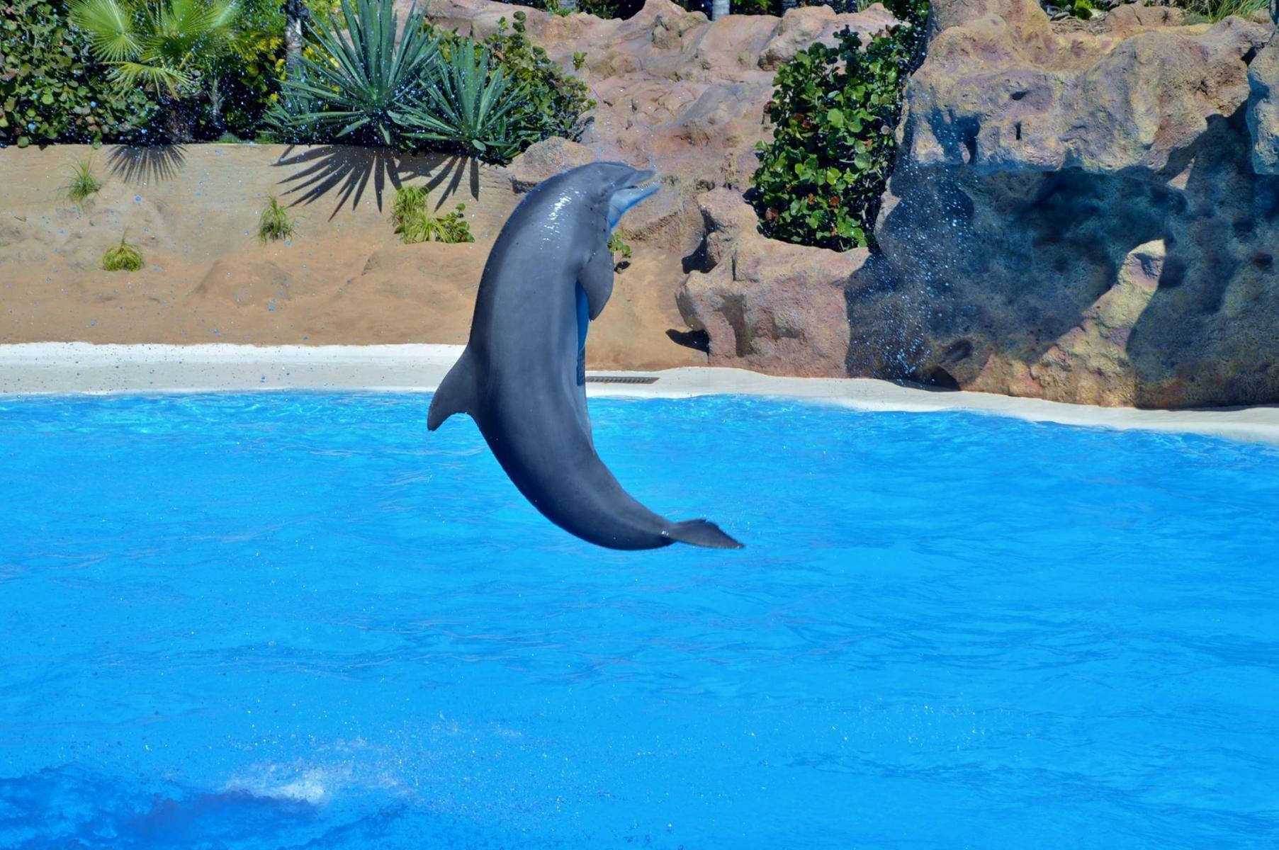 Delfinshow