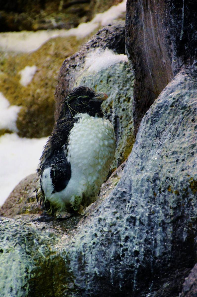Planet Penguin