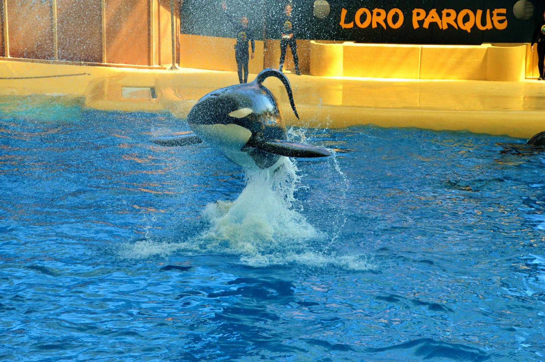 Orcas