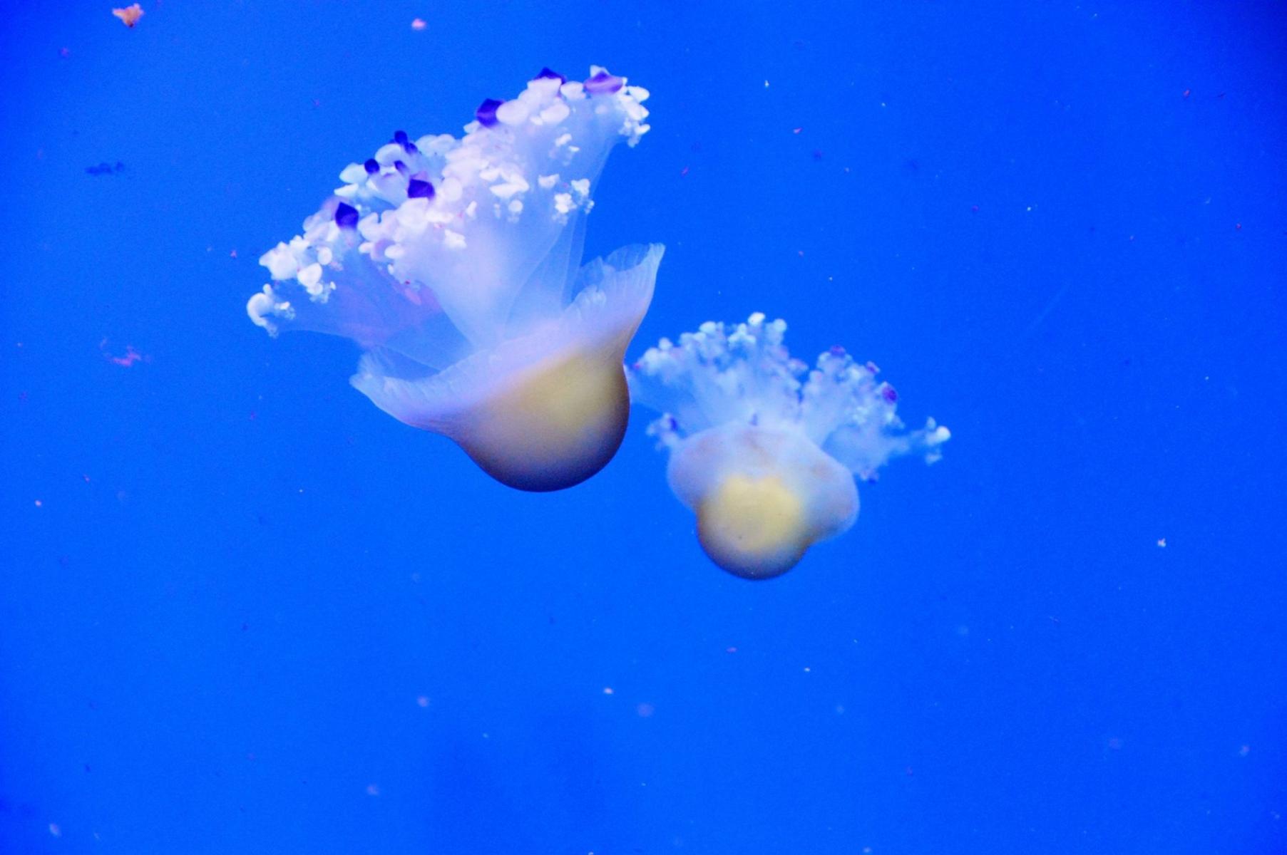 Aqua Viva