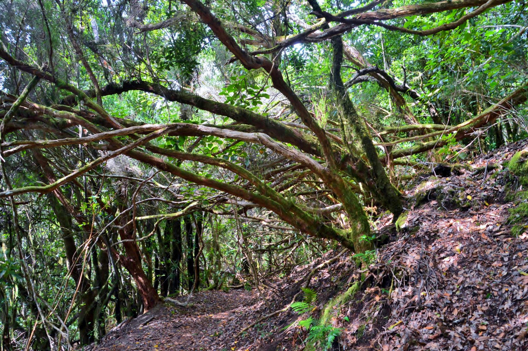 Anaga Gebirge
