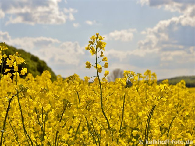 bl&uuml;hendes Rapsfeld