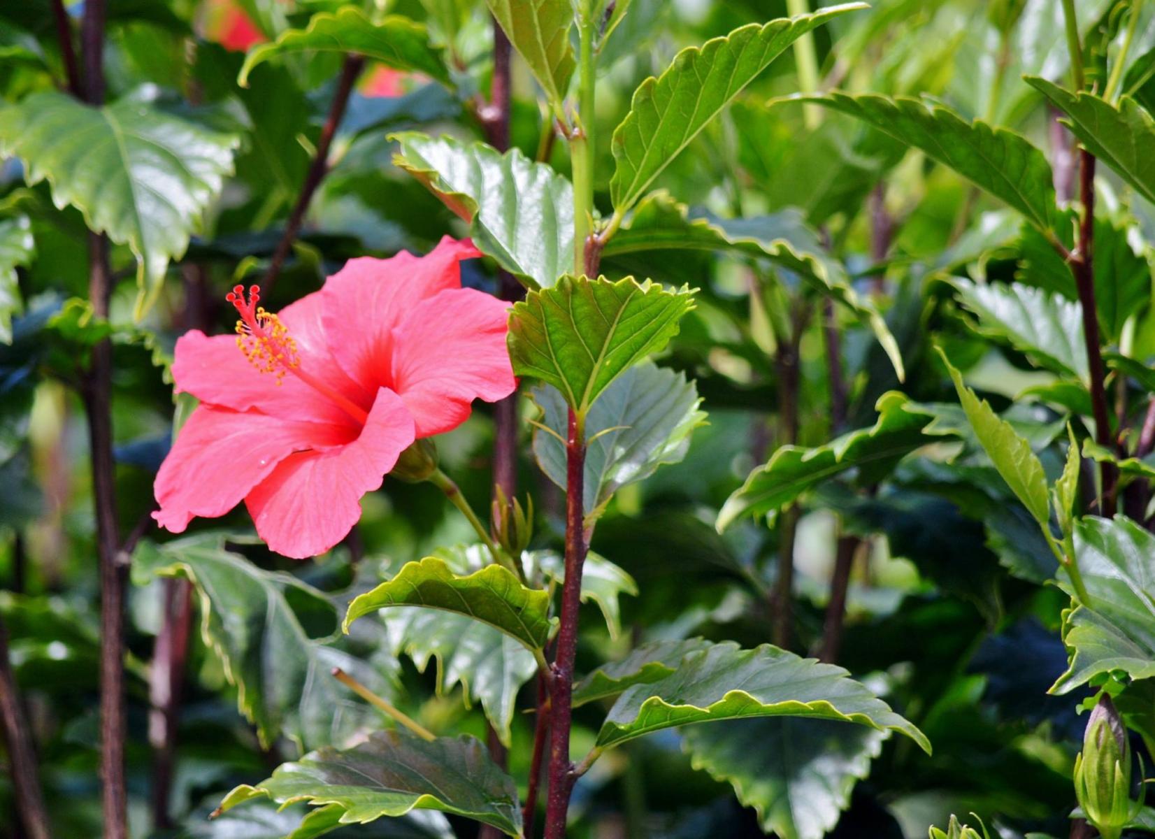 Jardin Botanico