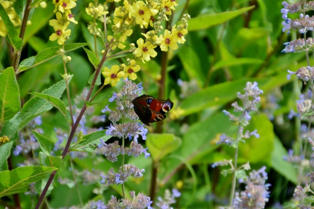 G&auml;rten der Welt