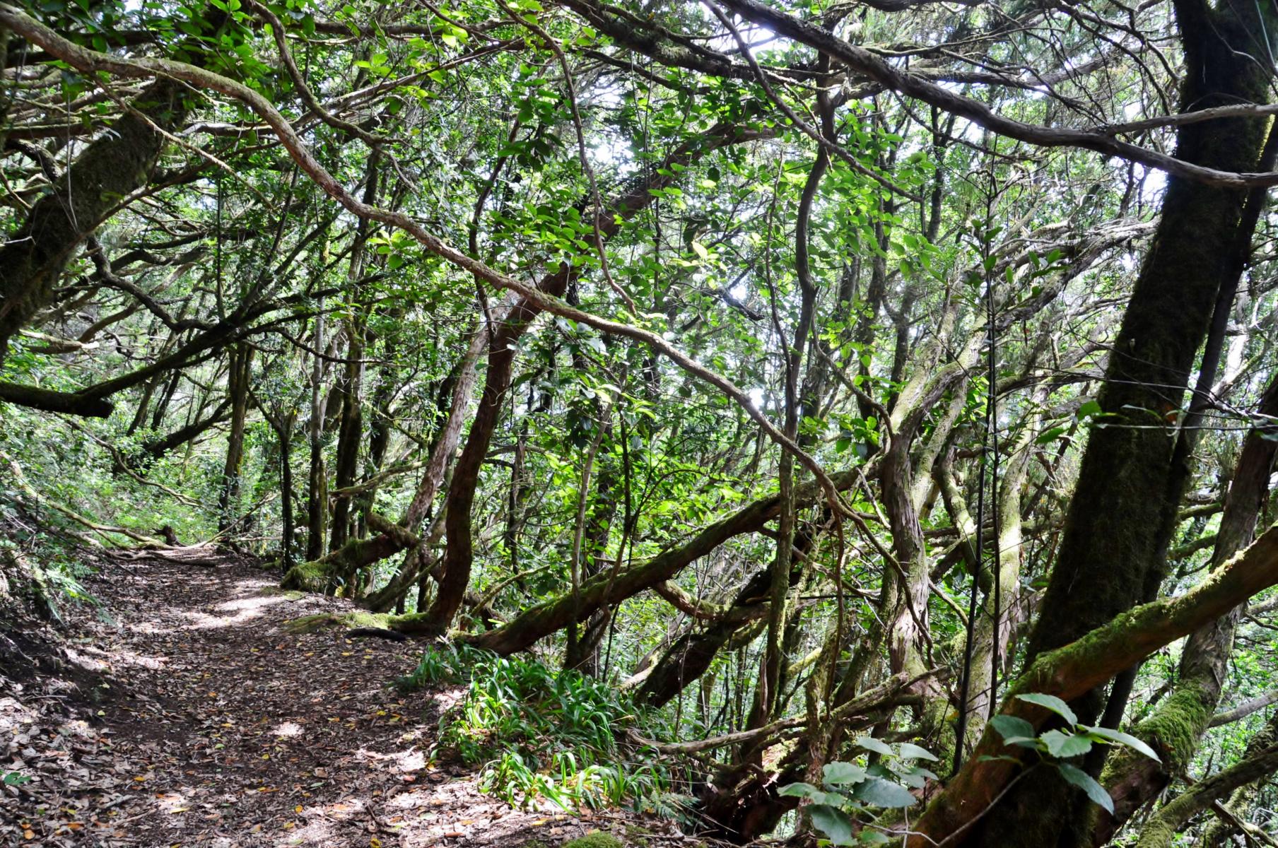 Anaga Gebirge