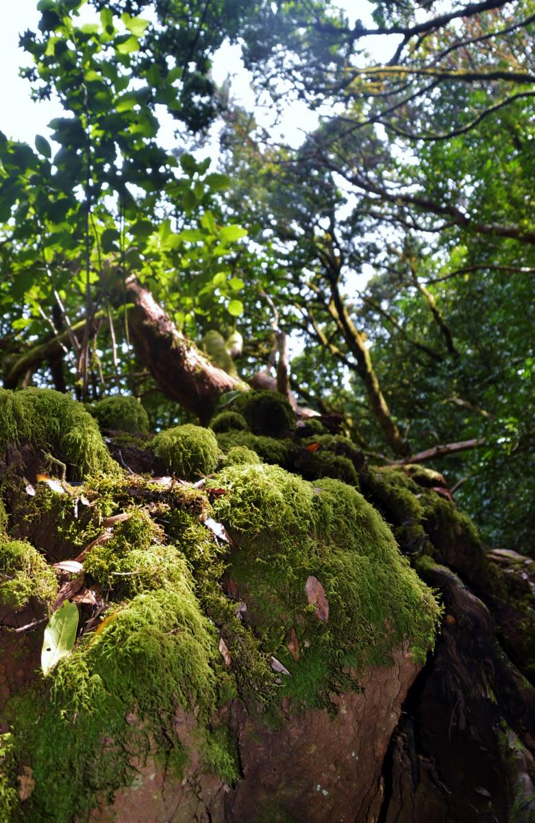 Anaga Gebirge