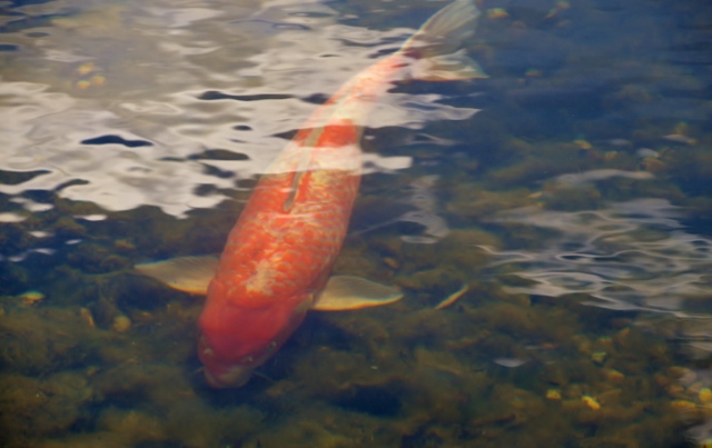 Koi