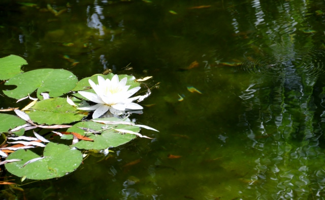 Seerose