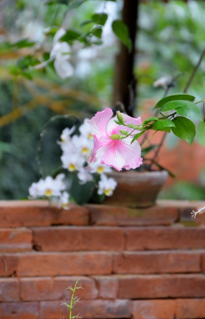 Hibiskus