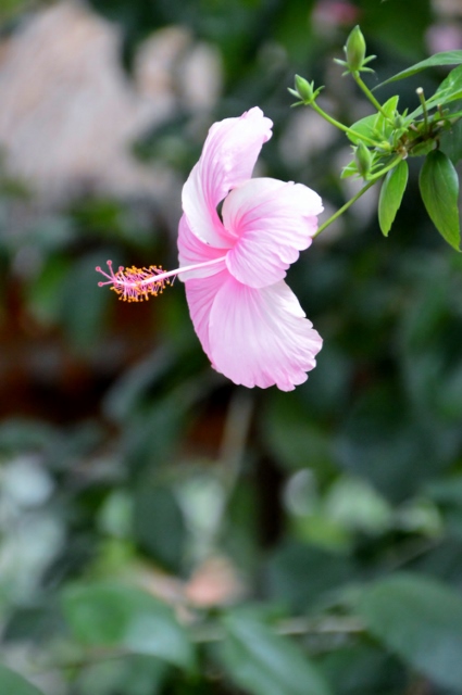 Hibiskus