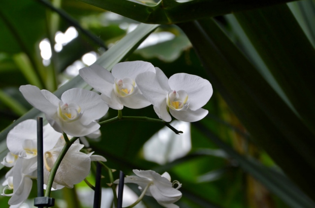Orchidee