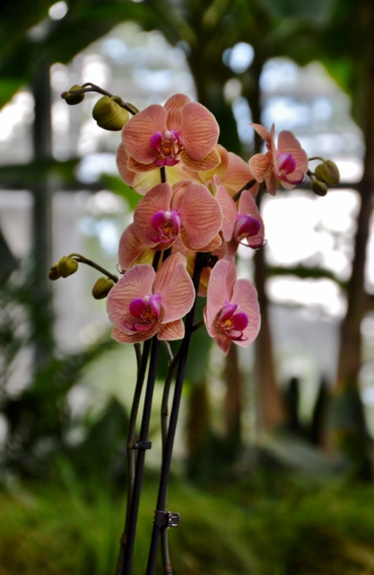 Orchidee