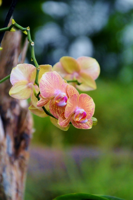 Orchidee