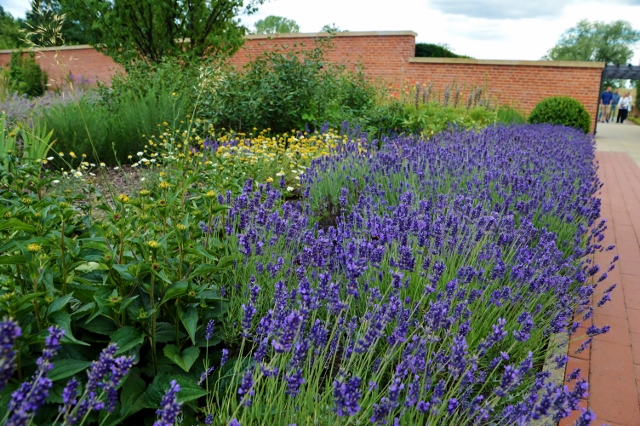 Lavendel