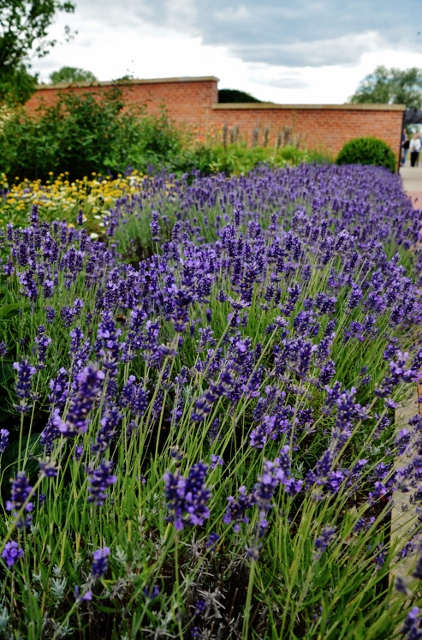 Lavendel