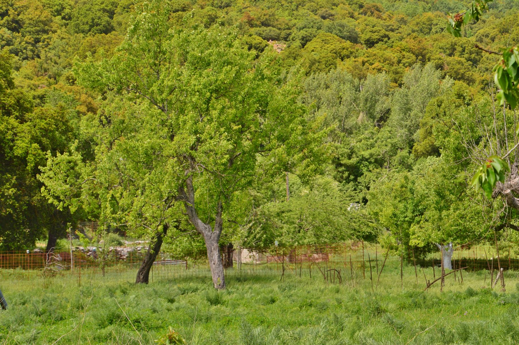 Lassithi Hochebene