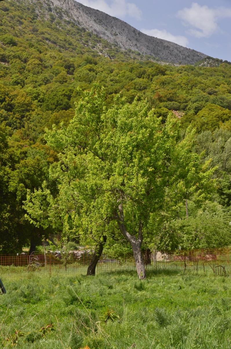 Lassithi Hochebene