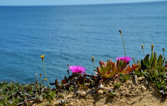 Steilküste  Olhos de Agua,Blütenpracht