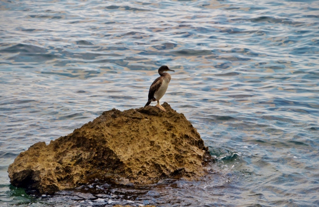 LungomareKvarner Bucht